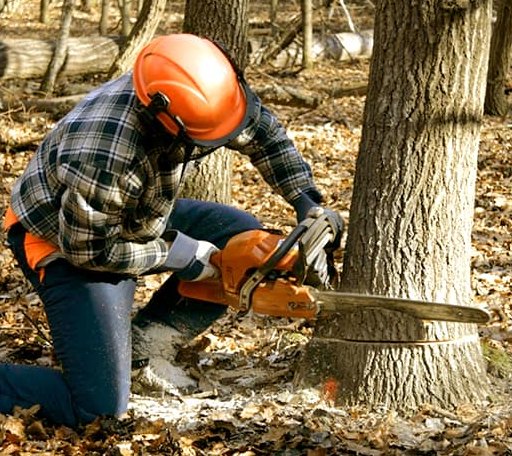 Tree Removal in Woodlawn, TX